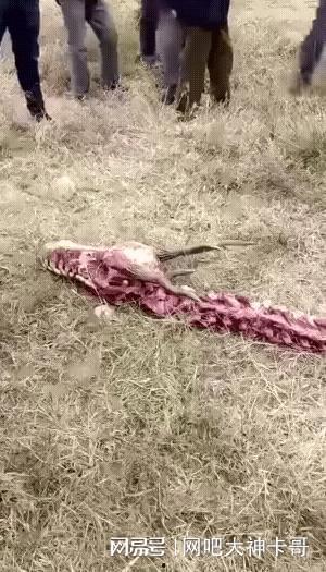 长春养猪场爆料事件视频,揭露养殖场内幕，引发公众关注