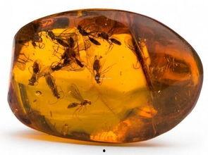 琥珀蛇化石爆料视频,穿越时空的史前生物奇观