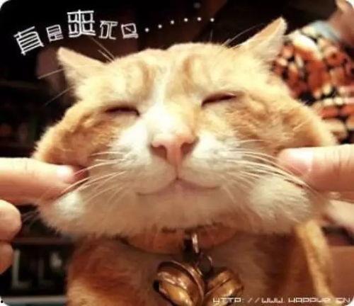 娱乐吃瓜猫捉鸟百度云,猫捉鸟事件全网热议，百度云揭秘幕后真相