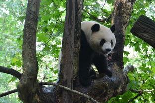 娱乐吃瓜酱功勋大熊猫,国宝传奇，熊猫界的明星风采