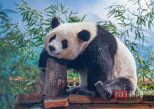 娱乐吃瓜酱功勋大熊猫,国宝传奇，熊猫界的明星风采