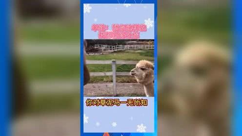 吃瓜娱乐呱,揭秘娱乐圈背后的趣味故事